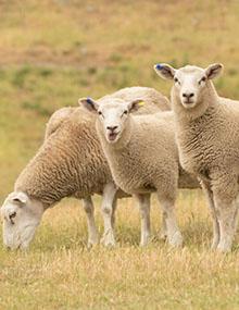 Three sheep in a field.