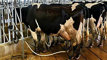 Dairy cows being milked in a dairy parlor.