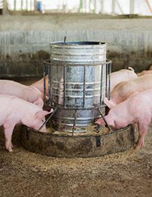 G2325 cover image thumbnail, pigs eating at a feeder