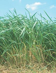 G4672 cover image and thumbnail, smooth bromegrass field