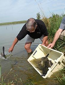 A man catching paddlefish in a bucket. G9470 cover.