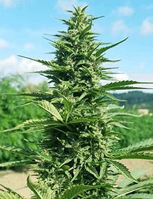 MX78 cover - Industrial hemp plant