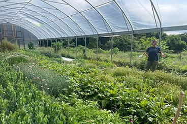 Crops growing inside of a greenhouse with the plastic walls rolled up to release heat. 