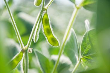 Organic field soybeans up close.