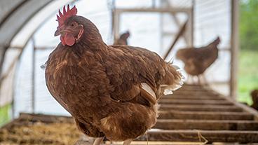 Chicken in a coop.