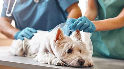 Small dog with cone collar being examined