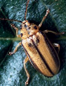 Elm Leaf Beetle on a leaf.