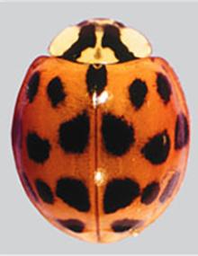 G7369 cover thumbnail of a multicolored Asian lady beetle