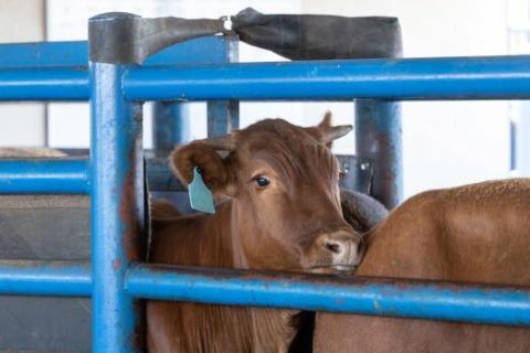 Pain Management in Beef Calves