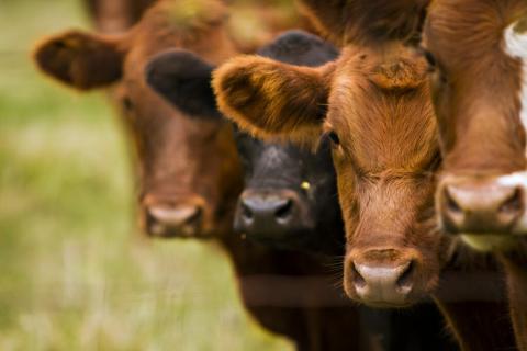 Treatment/Control of Digital Dermatitis in Beef Cattle