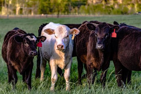 Selection of Profitable Commercial Beef Heifers