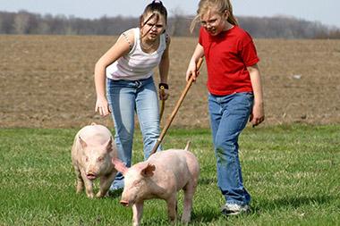 Girls working pigs