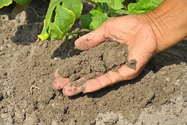 Man's hand holding soil from the garden