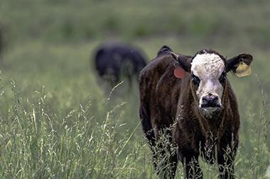 Cows in a pasture grazing