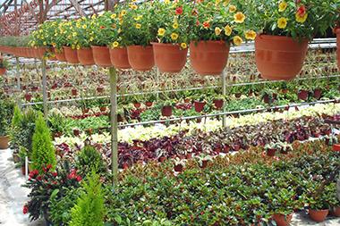 Plant sale at a nursery