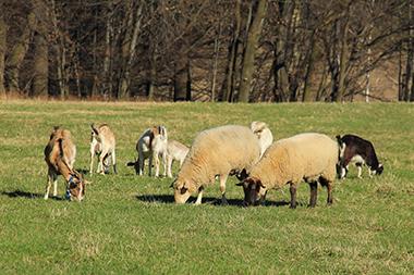 A herd of sheep and goats grazing in a pasture.