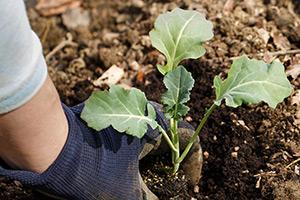 Gardener planting seedling