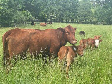 Cow and calf in a pasture