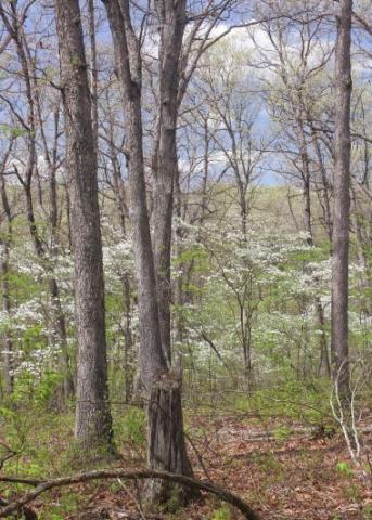 White Oak Trees growing in the woods.