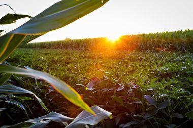 freshly cut crops with sunsetting