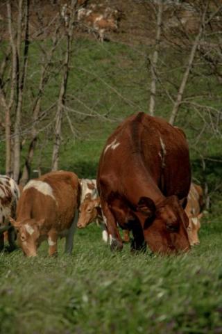 Several cows eating grass