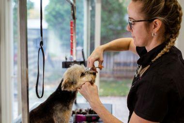 Small dog being trimmed and groomed