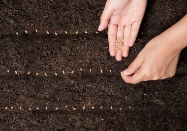 Hands sowing seeds into garden soil