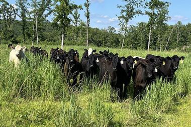 Cows in a field with trees behind them