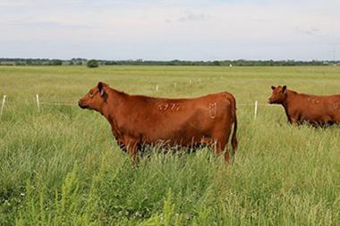 A couple brown cows in a field.