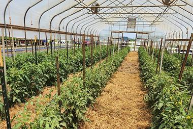 Row tunnels in a greenhouse.