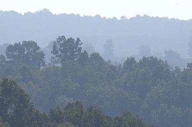 Trees with fog over them.