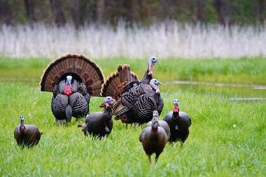 Wild turkeys in field
