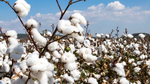 Cotton in a field