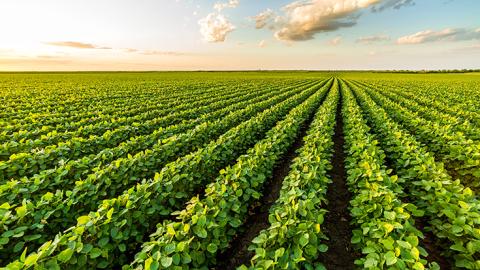 soybeans in a field