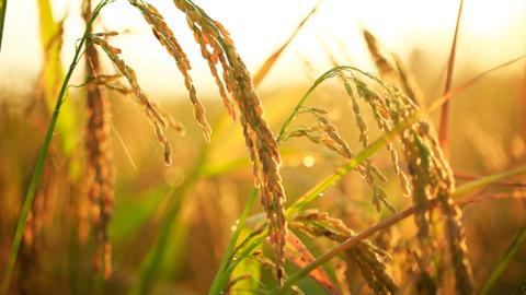 rice in a field