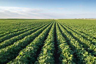 Field of soybeans