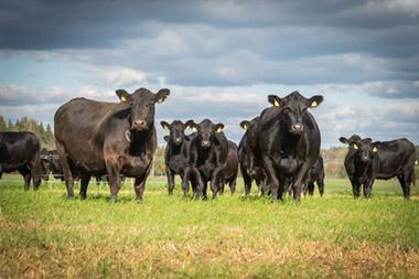 Beef cattle in field