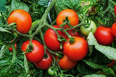 Tomatoes on the vine