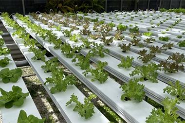Crops growing in a greenhouse.