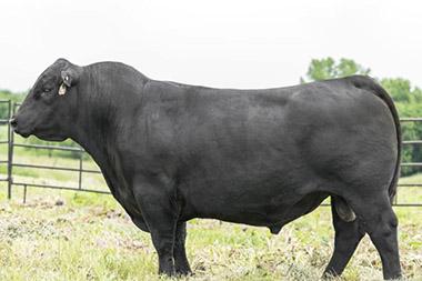 Bull standing in field