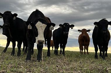 Steers grazing cover crops