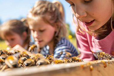 Three young girls getting up-close look at honeybees on beekeeping box