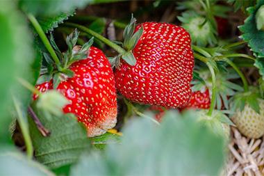 Strawberries on a vine