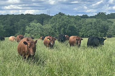 Cows grazing in field