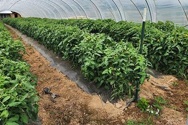 A greenhouse