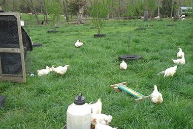 Chickens roaming freely in a large grassy yard with feeders