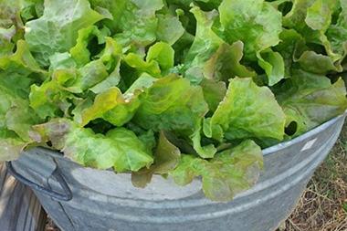 Lettuce in a metal basket.