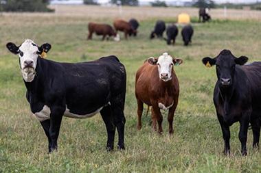 Cattle in a field.