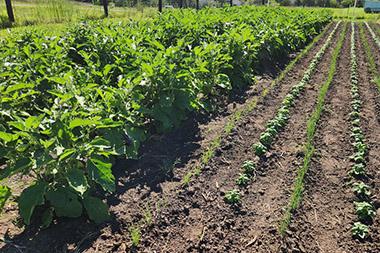 Vegetable garden