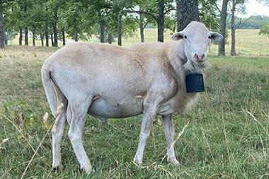 A sheep in a field.